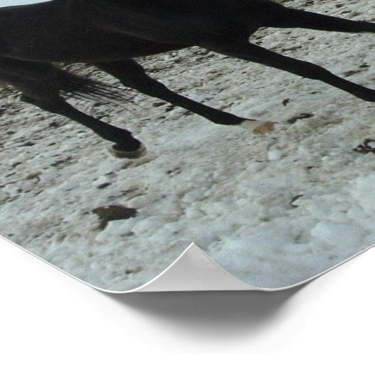 Schwarzes Pferd Poster (Ecke)
