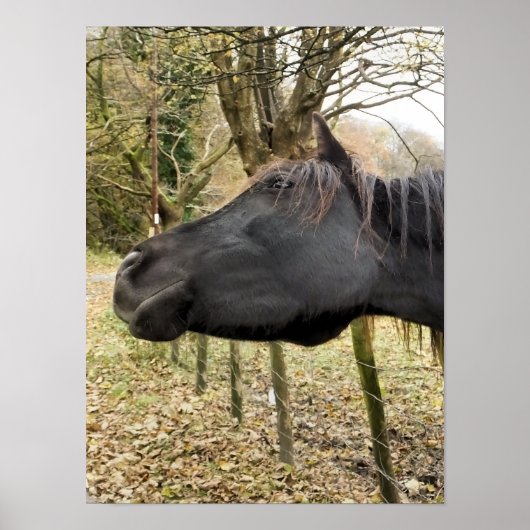 SCHWARZES PFERD POSTER (Vorne)