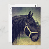 Schwarzes Pferd Postkarte (Vorne/Hinten)