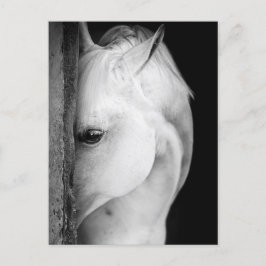 Schwarzes Pferd Postkarte