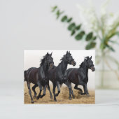 Schwarzes Pferd Postkarte (Stehend Vorderseite)