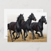 Schwarzes Pferd Postkarte (Vorne/Hinten)