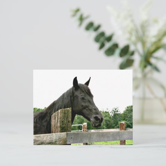 Schwarzes Pferd Postkarte (Stehend Vorderseite)