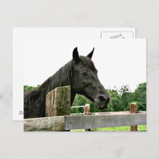 Schwarzes Pferd Postkarte (Vorne/Hinten)
