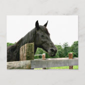 Schwarzes Pferd Postkarte (Vorderseite)