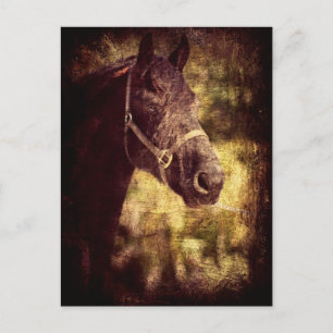 Schwarzes Pferd Postkarte