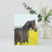 Schwarzes Pferd Postkarte (Stehend Vorderseite)