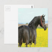 Schwarzes Pferd Postkarte (Vorne/Hinten)