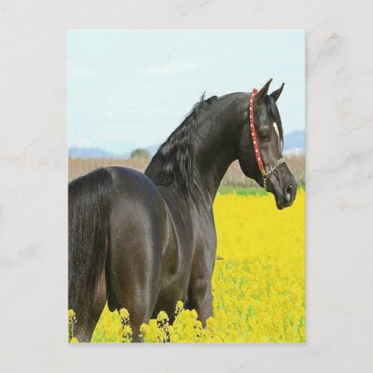 Schwarzes Pferd Postkarte (Vorderseite)