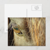 Schwarzes Pferdeauge Postkarte (Vorne/Hinten)