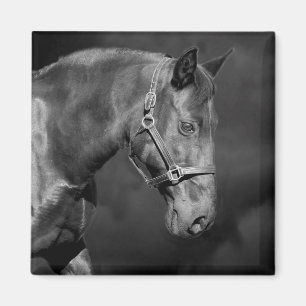 Schwarzes Pferdekopfmagnet Magnet