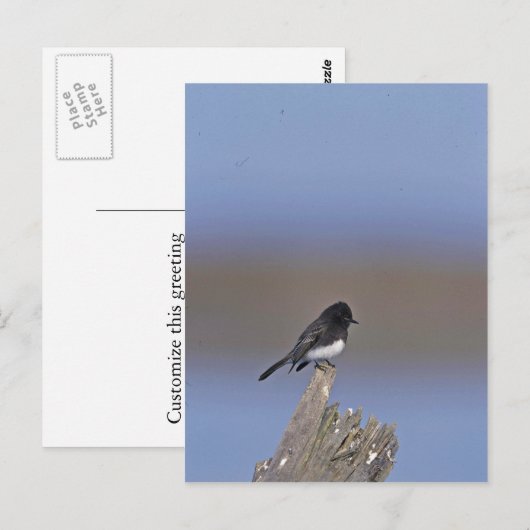 Schwarzes Phoebe Postkarte (Vorne/Hinten)