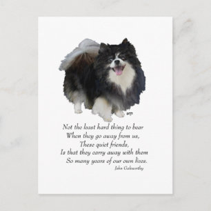 Schwarzes Pomeranian Andenken Postkarte