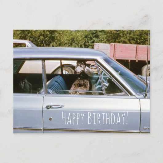 Schwarzes Poodle Niedlicher Welpenhund Auslauffens Postkarte (Vorderseite)