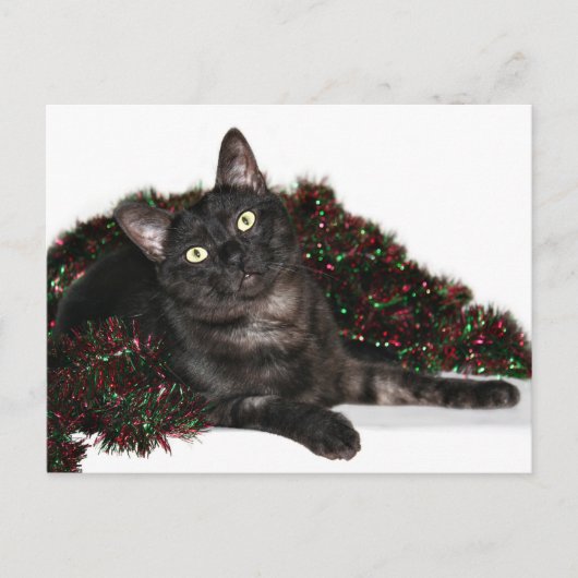 Schwarzes Rauchkatze Weihnachten (Vorderseite)