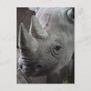 Schwarzes Rhinoceros-Foto Postkarte
