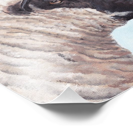 Schwarzes Schaf-Gesicht II Foto drucken (Ecke)