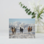 Schwarzes Schafpferd Postkarte (Stehend Vorderseite)