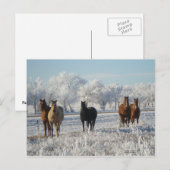 Schwarzes Schafpferd Postkarte (Vorne/Hinten)