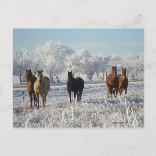 Schwarzes Schafpferd Postkarte (Vorderseite)