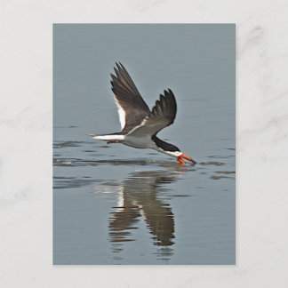 Schwarzes Skimmer-Foto Postkarte