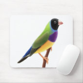 Schwarzes stellte Gouldian Fink Mousepad gegenüber (Mit Mouse)