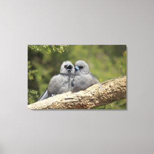Schwarzes stellte Woodswallow, Artamus cinereus Leinwanddruck