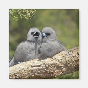Schwarzes stellte Woodswallow, Artamus cinereus Magnet