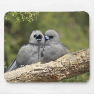 Schwarzes stellte Woodswallow, Artamus cinereus Mousepad