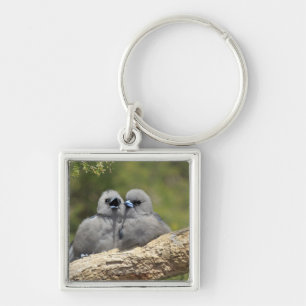 Schwarzes stellte Woodswallow, Artamus cinereus Schlüsselanhänger