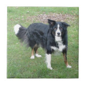 schwarzes Tri volles der Border-Collie Fliese (Vorderseite)