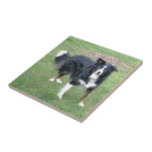 schwarzes Tri volles der Border-Collie Fliese (Seite)