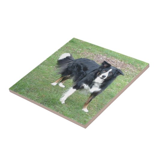 schwarzes Tri volles der Border-Collie Fliese (Seite)