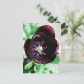 Schwarzes Tulpenmakro Postkarte (Stehend Vorderseite)