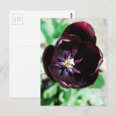 Schwarzes Tulpenmakro Postkarte (Vorne/Hinten)
