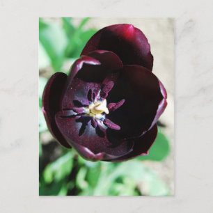 Schwarzes Tulpenmakro Postkarte
