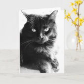 Schwarzes u. weißes Foto-hübsche schwarze Katze, Karte (Gelbe Blume)