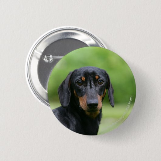 Schwarzes und Dackel 1 TANs Miniture Button (Vorne & Hinten)