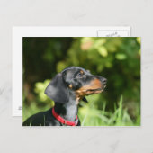 Schwarzes und Dackel 3 TANs Miniture Postkarte (Vorne/Hinten)