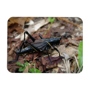 Schwarzes und gelbes Kricket Magnet