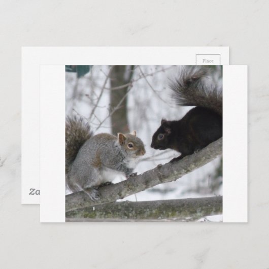 Schwarzes und Graues Eichhörnchen Postkarte (Vorne/Hinten)