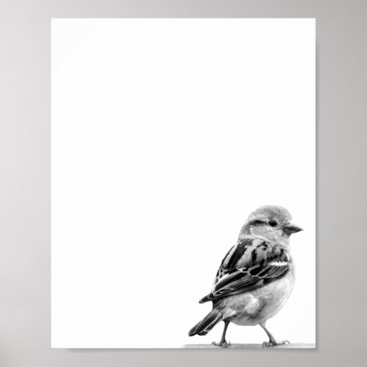 Schwarzes und Niedliches Wildvogel-Foto Poster (Vorne)