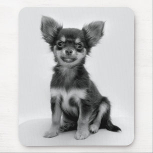 Schwarzes und weißes Chihuahua-Welpe-Foto Mousepad