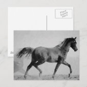 Schwarzes & Weiß Wanderpferd Postkarte (Vorne/Hinten)