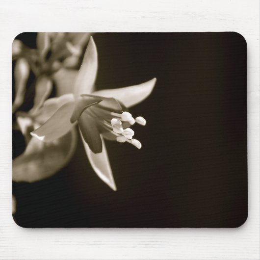 Schwarzes/weißes Fuschia Mousepad (Vorne)