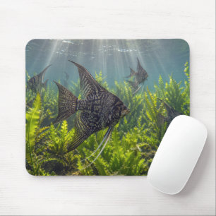 Schwarzflossen-Engelfisch in Seetang Mousepad