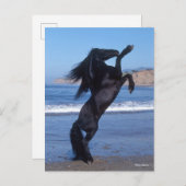 Schwarzfrieshengst am Strand Postkarte (Vorne/Hinten)