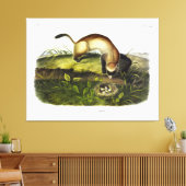 Schwarzfußgletscher, amerikanischer Polecat von Au Leinwanddruck (Insitu (Wohnzimmer))