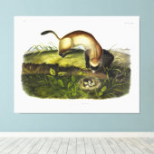 Schwarzfußgletscher, amerikanischer Polecat von Au Leinwanddruck (Insitu (Holzboden))