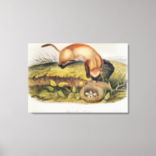 Schwarzfußgletscher Leinwanddruck